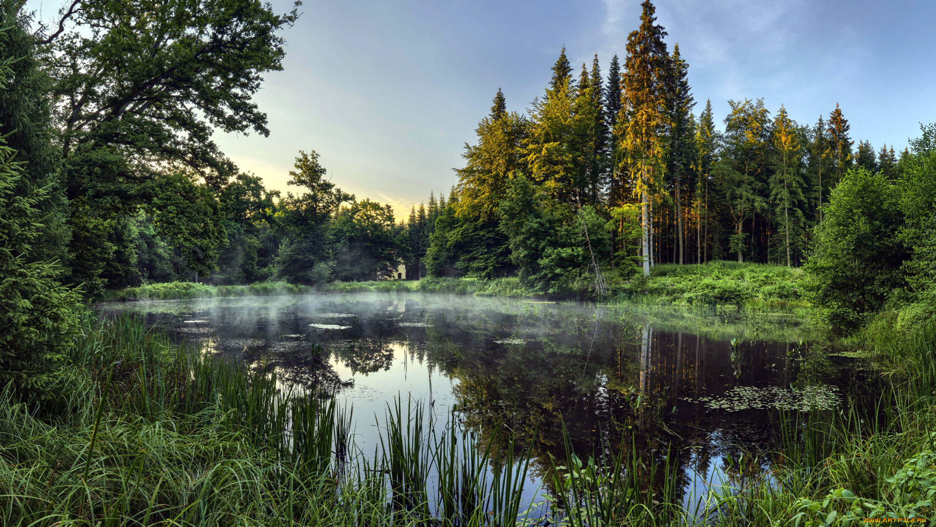 природа, реки, озера, пруд, рассвет, туман