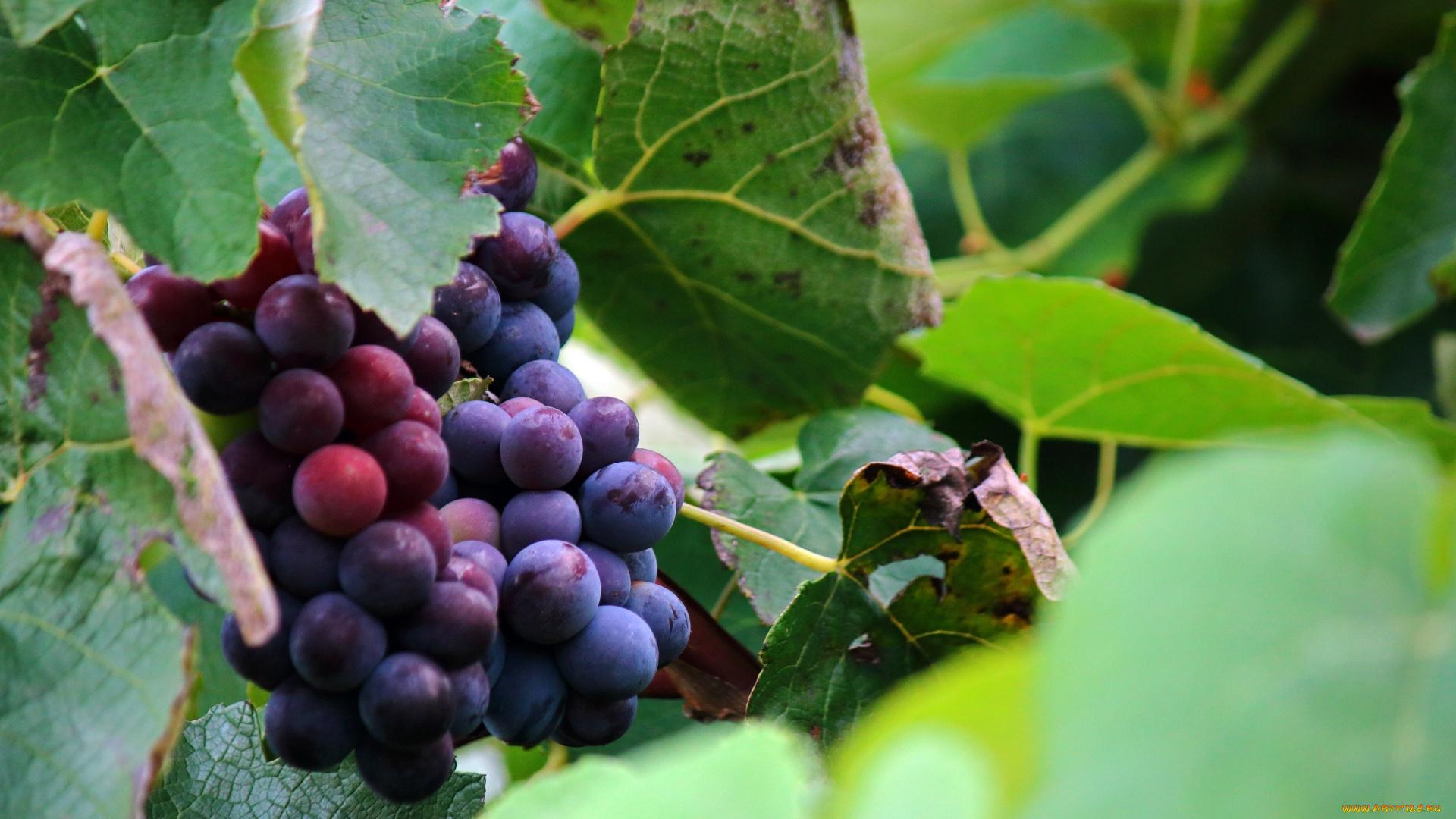 природа, ягоды, , виноград, виноград, гроздь