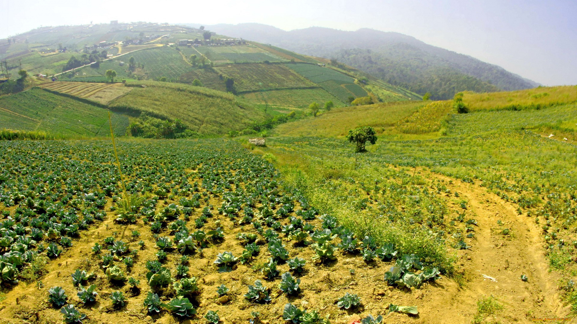 thailand, природа, поля