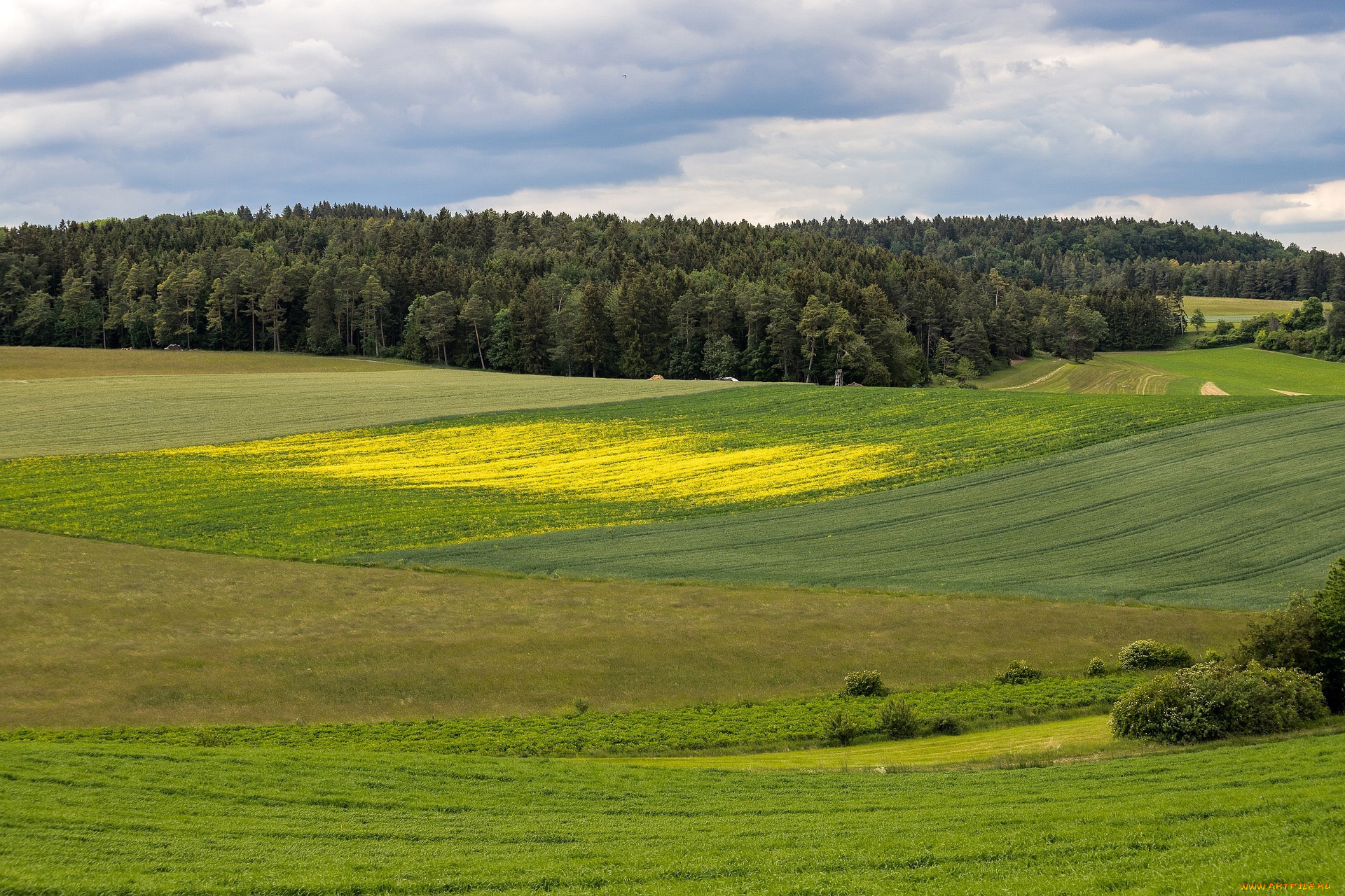 природа, поля, лес, лето