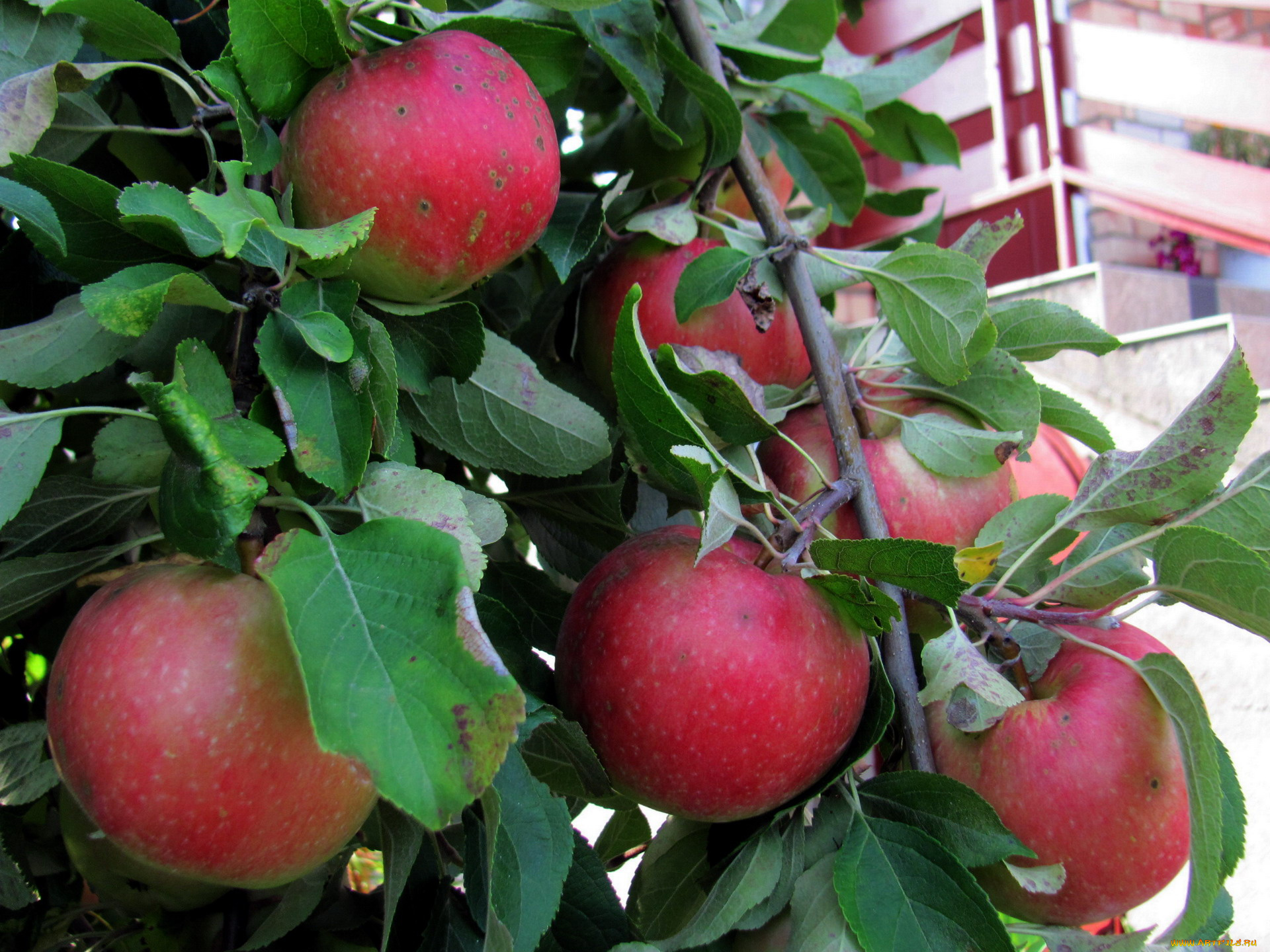 природа, плоды, яблоки