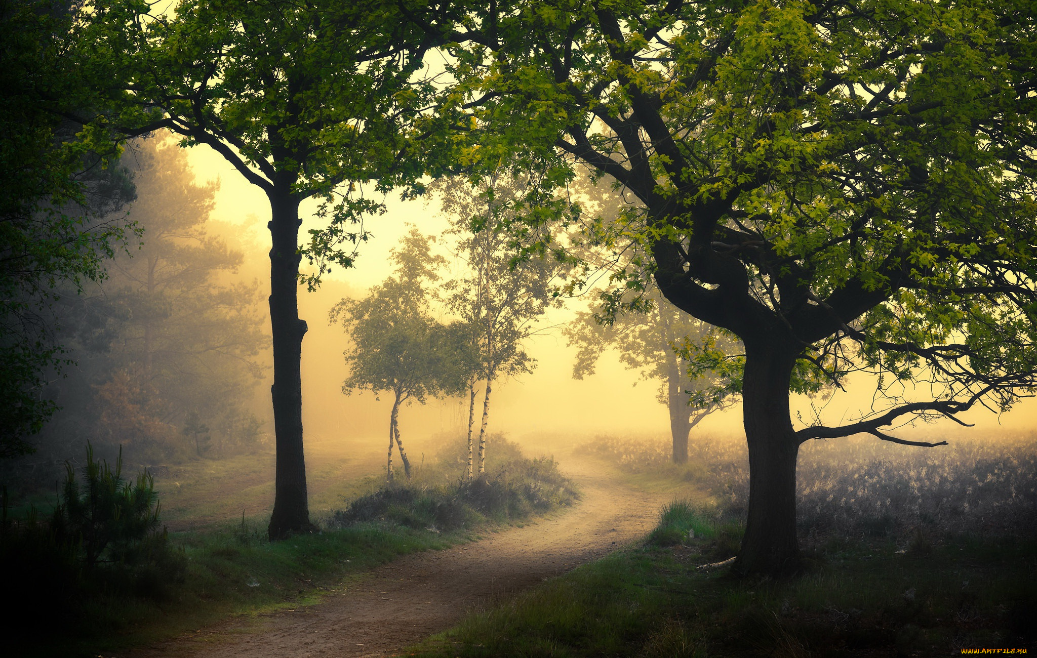 природа, дороги, утро