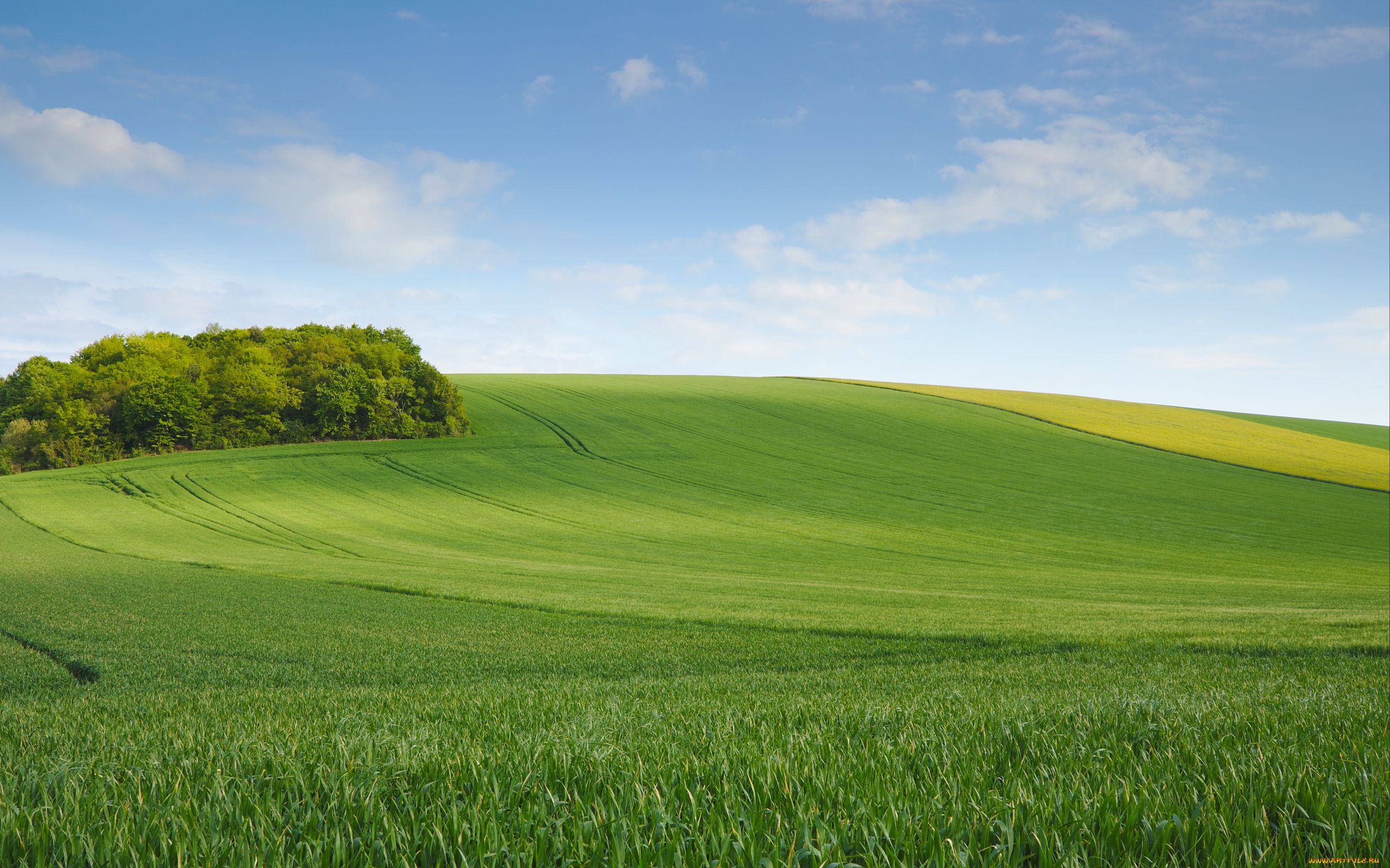 природа, поля, деревья, лето
