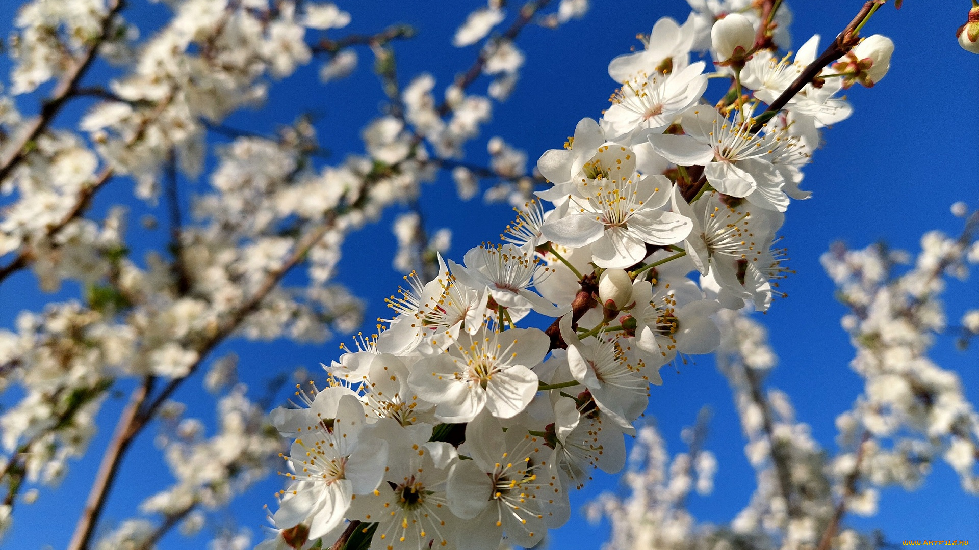 11, 04, 2022, цветы, цветущие, деревья, , , кустарники, весна
