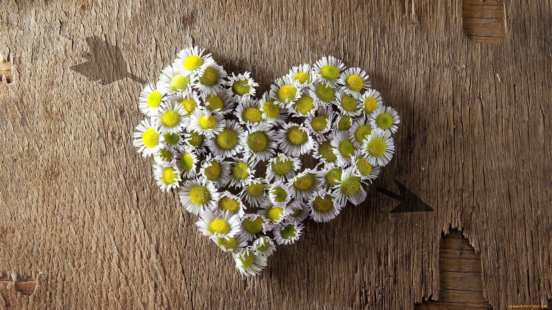 цветы, ромашки, сердечко