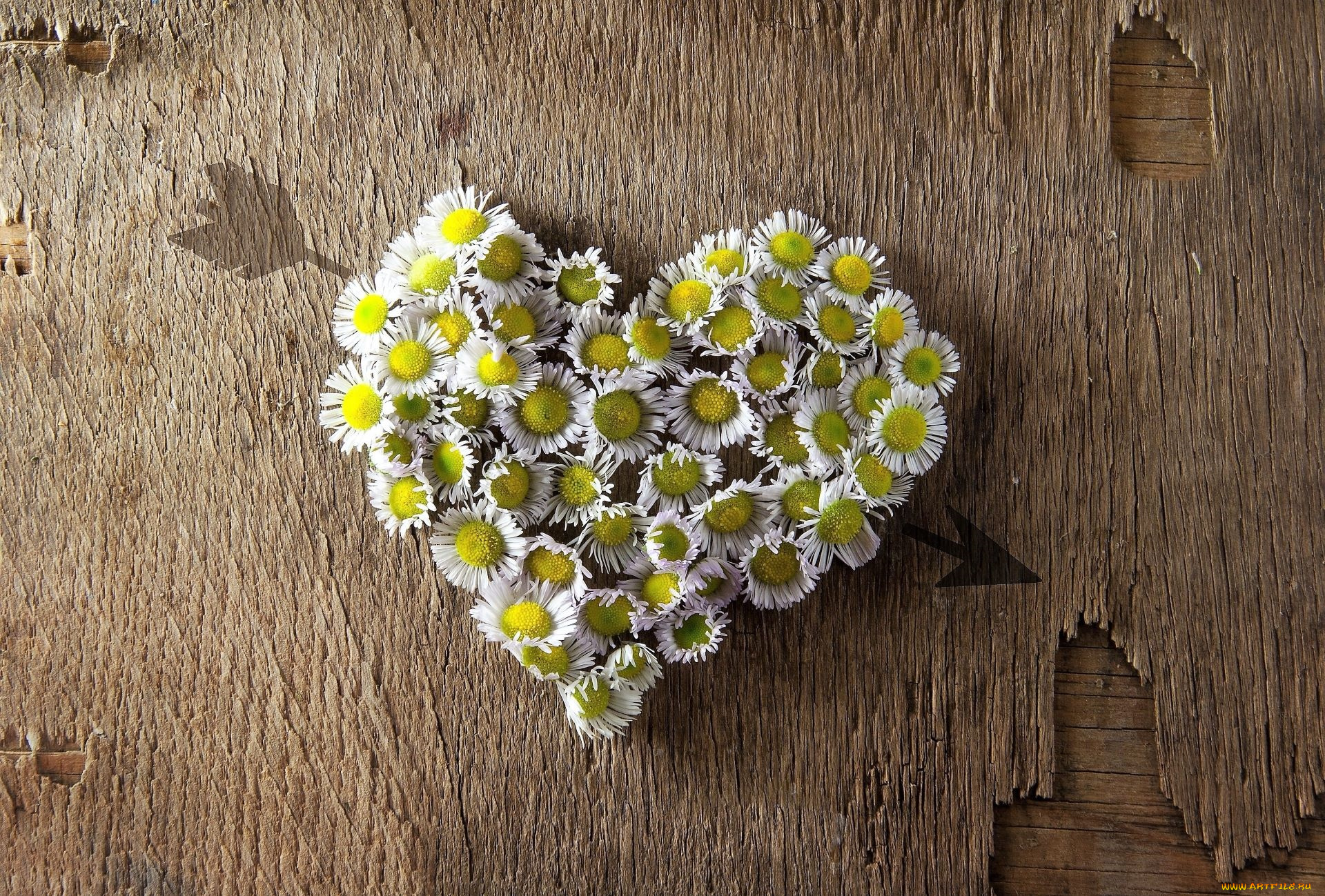 цветы, ромашки, сердечко