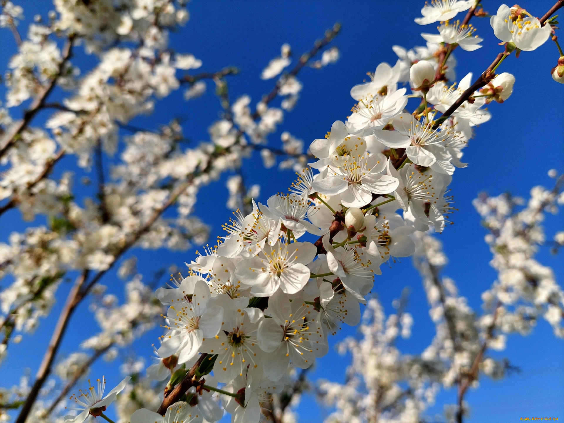 11, 04, 2022, цветы, цветущие, деревья, , , кустарники, весна