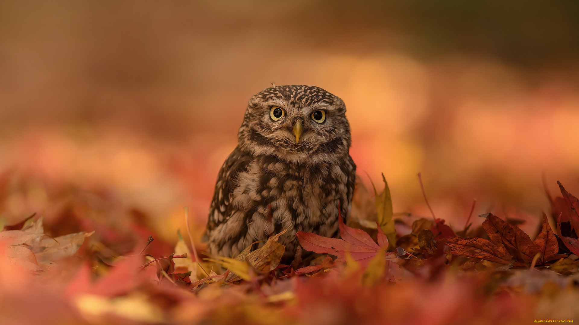 животные, совы, осень, сова, птица, боке, опавшие, листья, совёнок, домовый, сыч