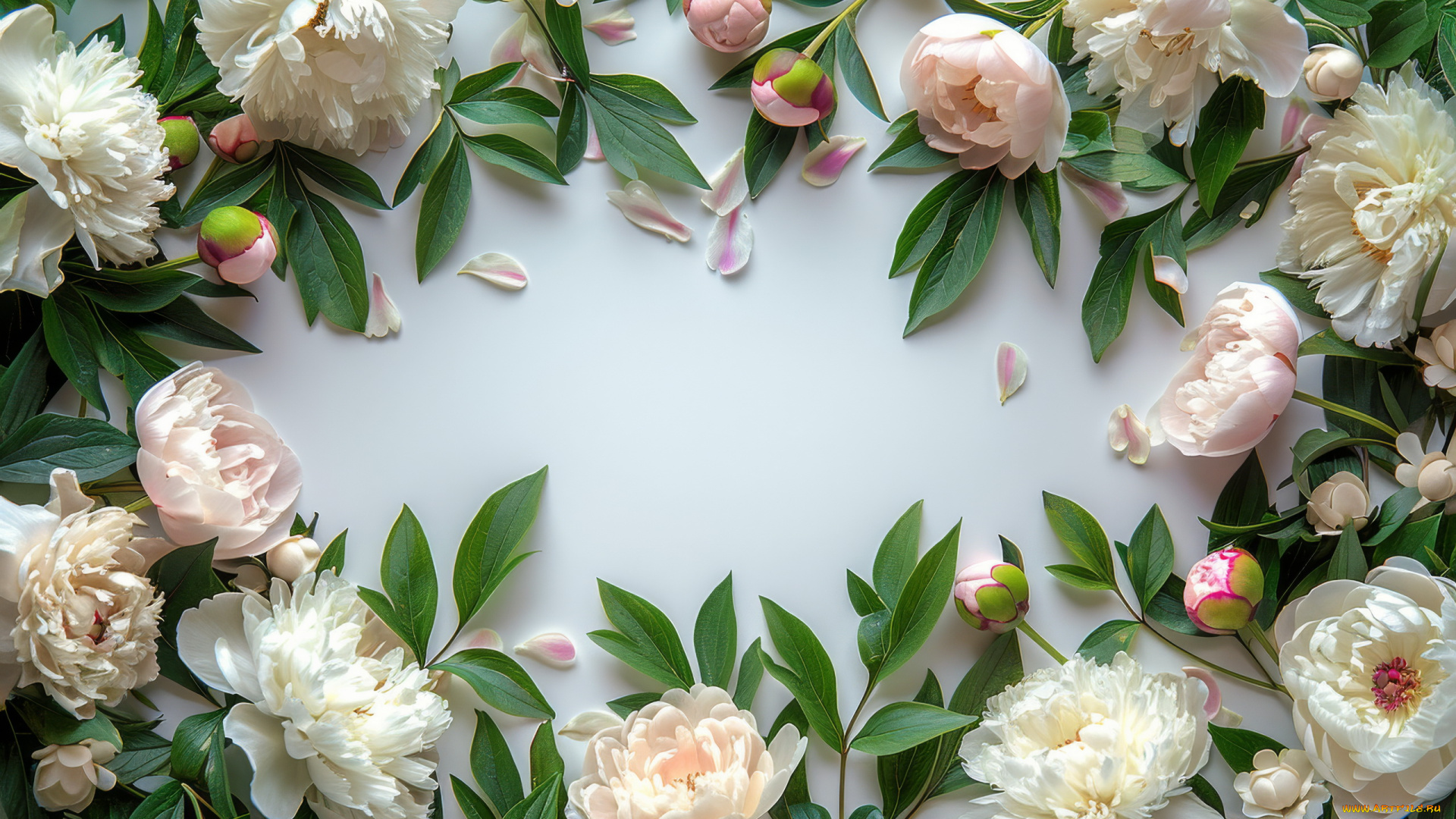 3д, графика, цветы, , flowers, пионы