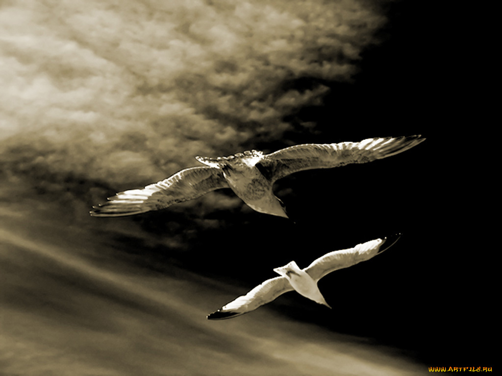 животные, Чайки, бакланы, крачки