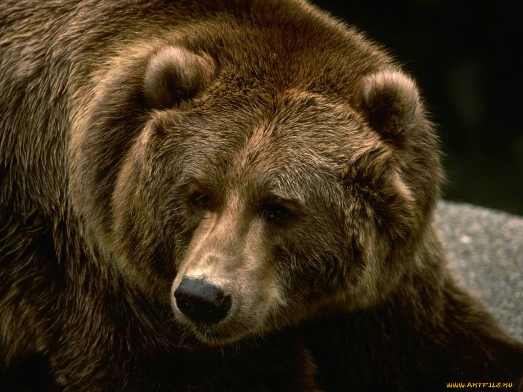 животные, медведи