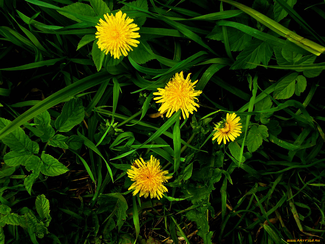 цветы, одуванчики