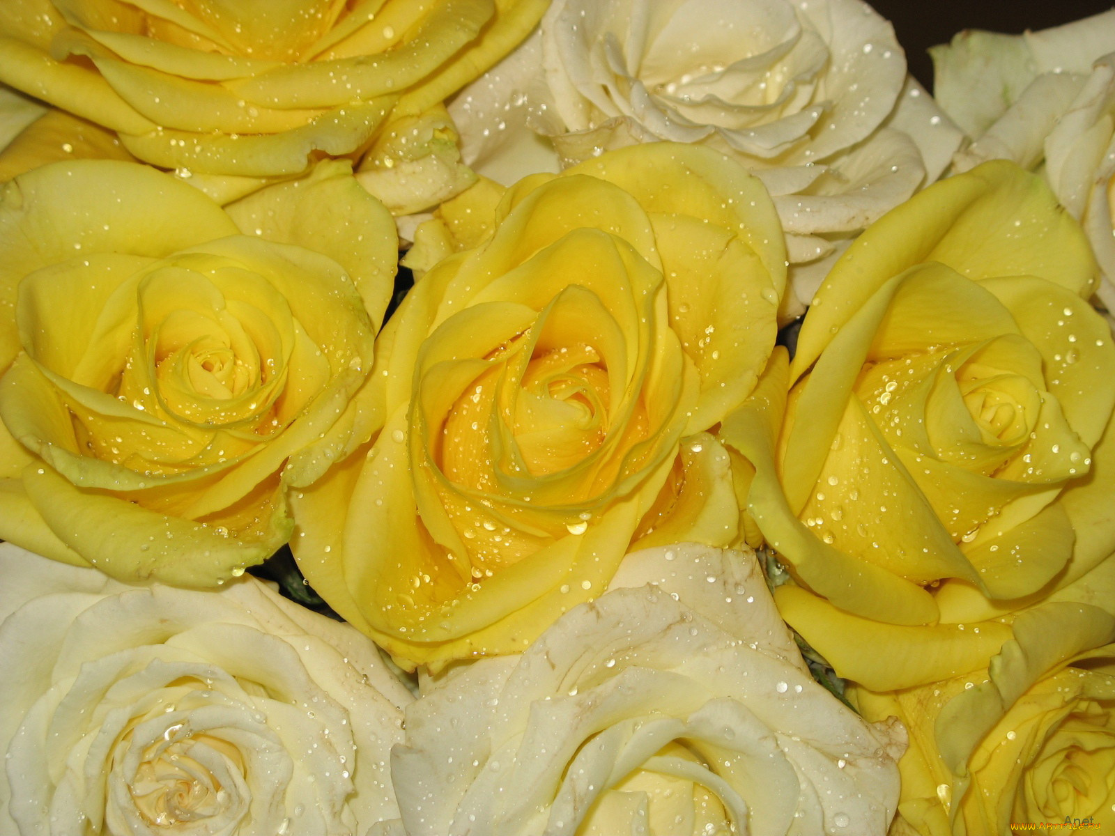 цветы, розы