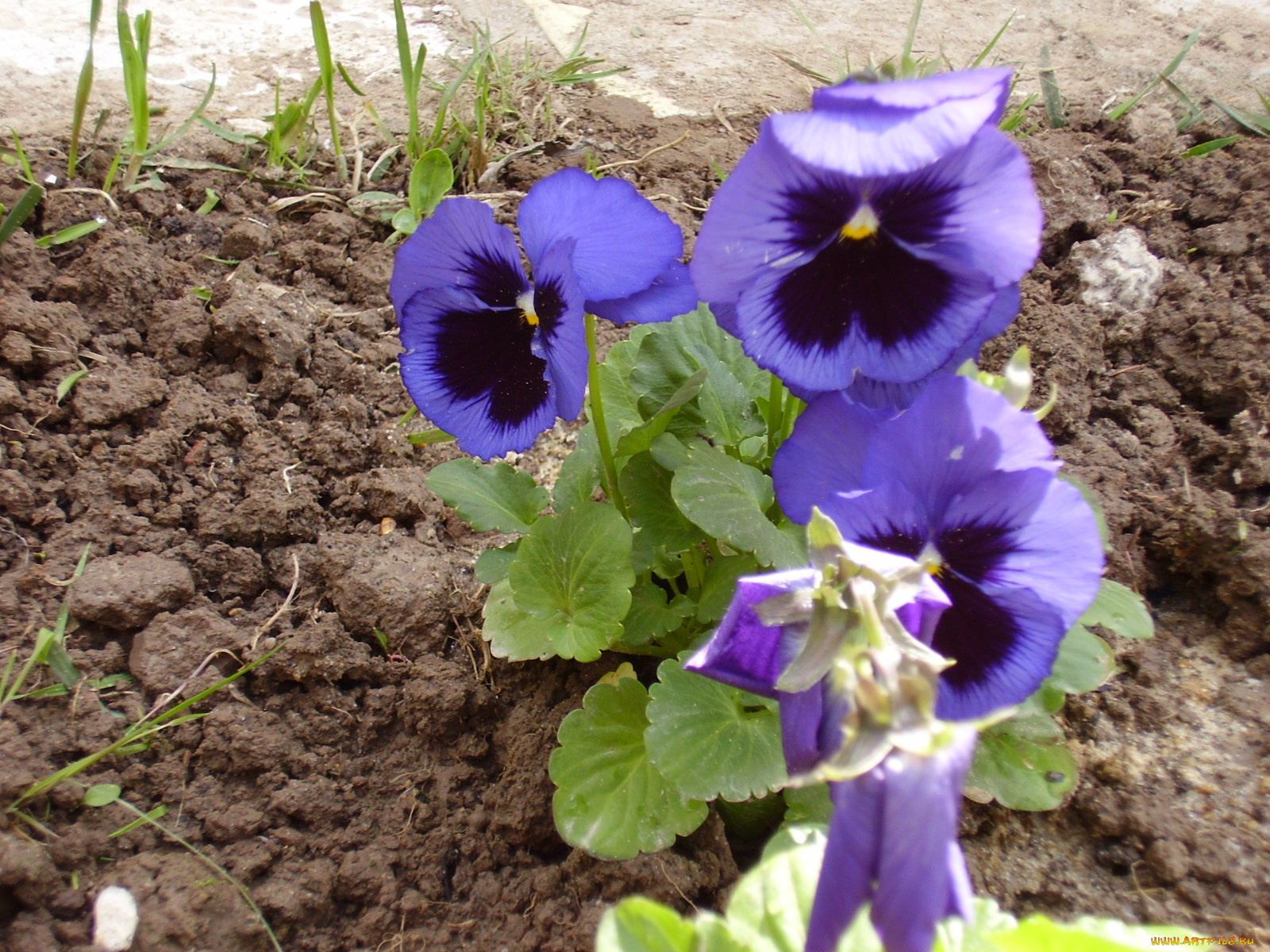 виола, цветы, анютины, глазки, садовые, фиалки