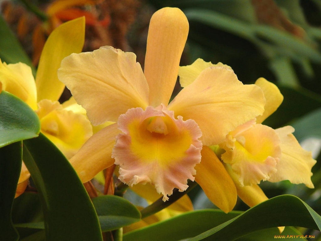 цветы, орхидеи