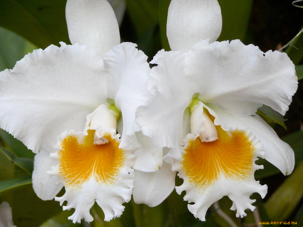 цветы, орхидеи