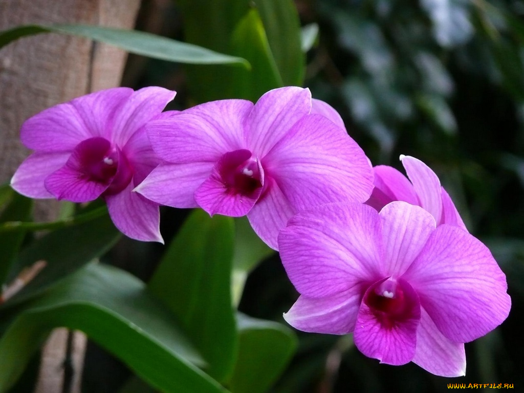 цветы, орхидеи