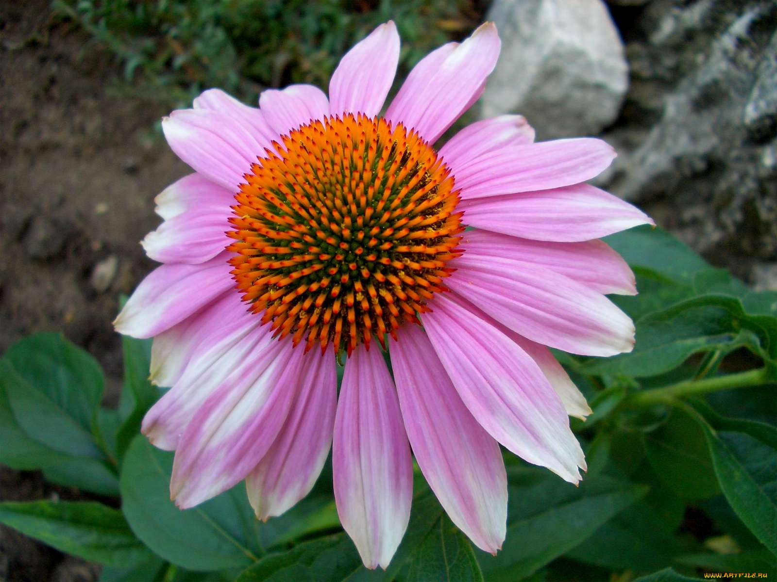 цветы, эхинацея