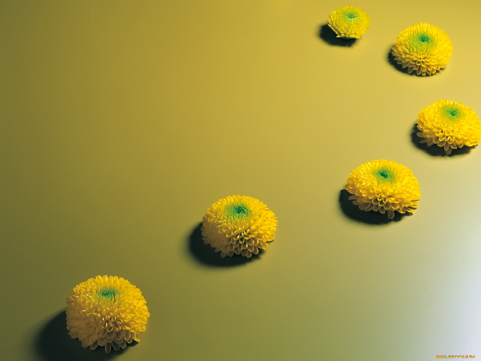 цветы, хризантемы