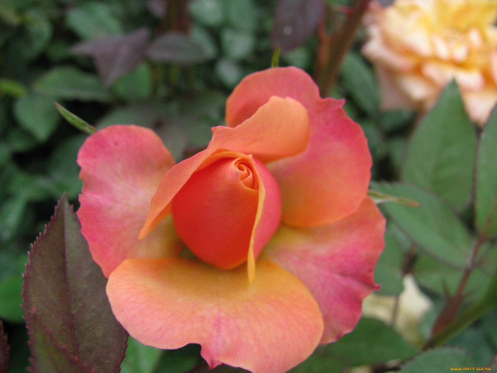 цветы, розы