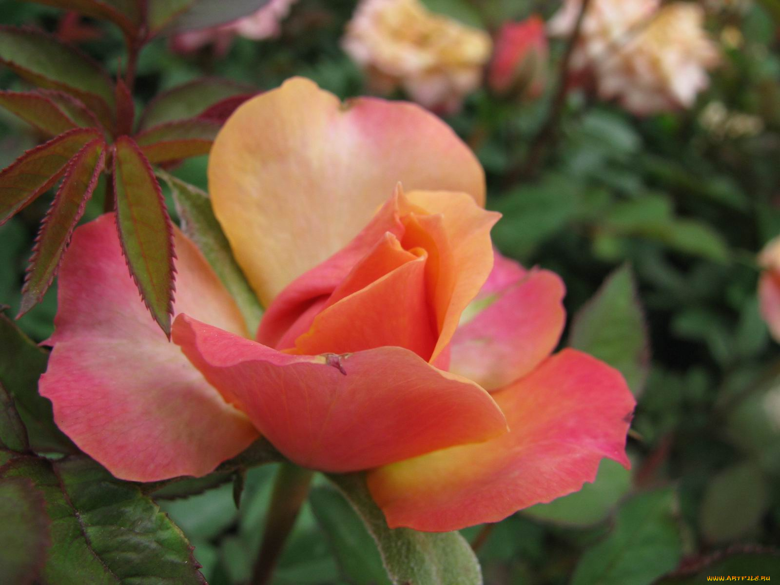 цветы, розы