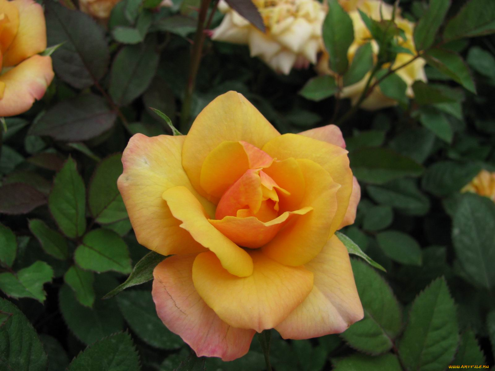 цветы, розы