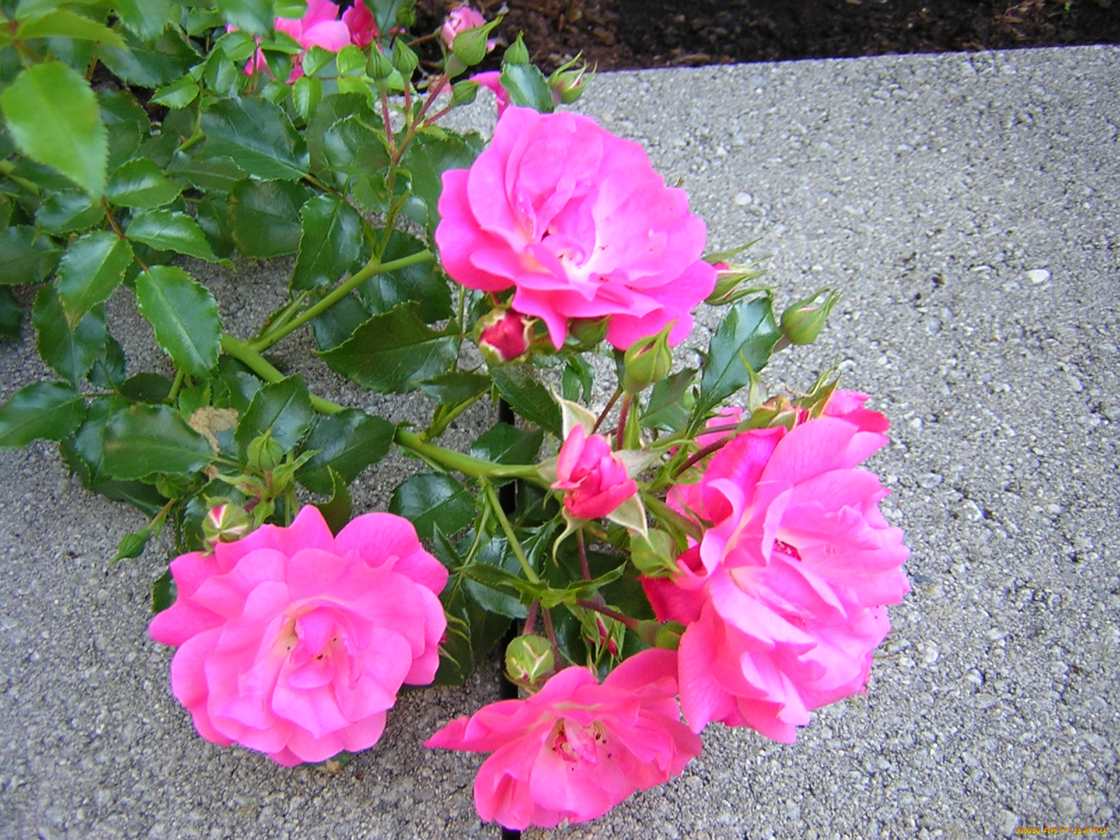 цветы, розы