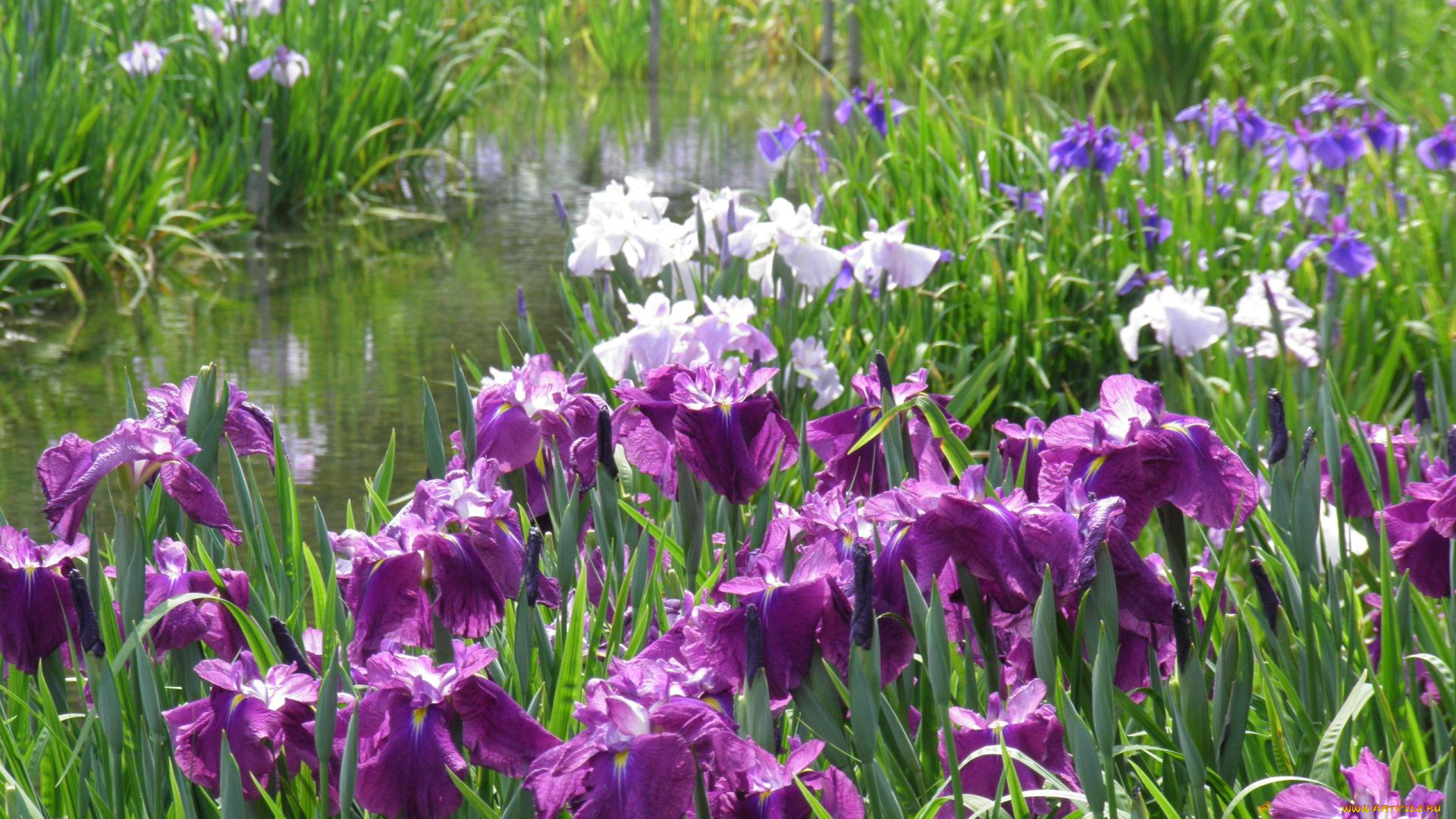 цветы, ирисы
