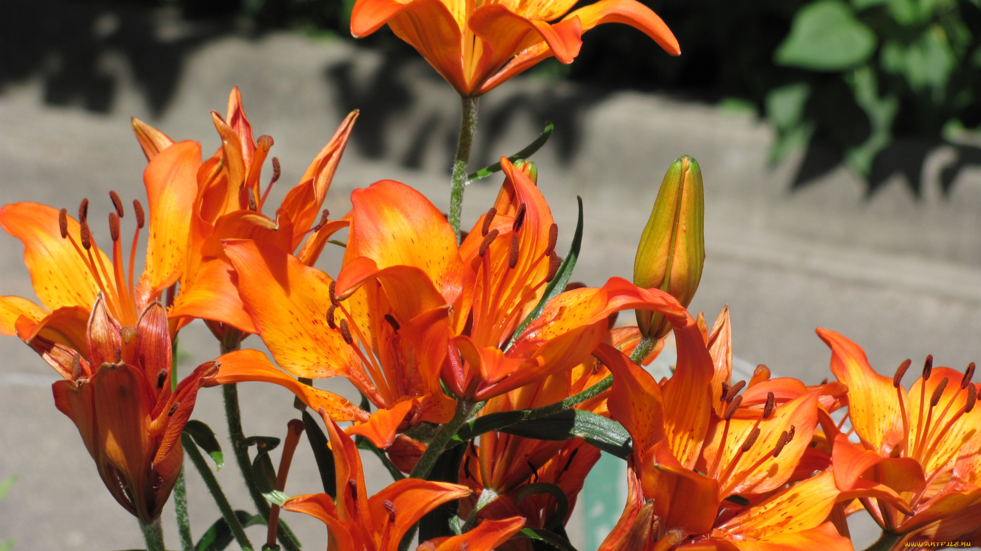 цветы, лилии, лилейники
