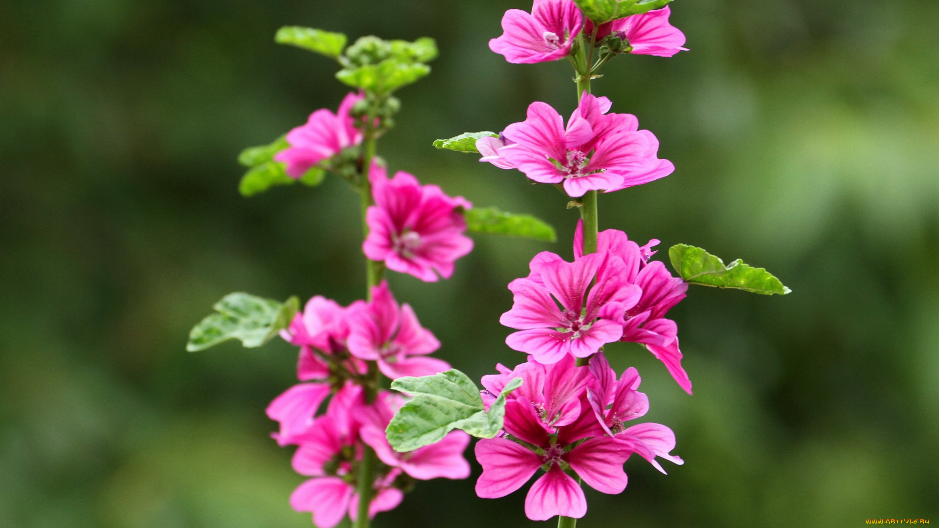 цветы, мальвы
