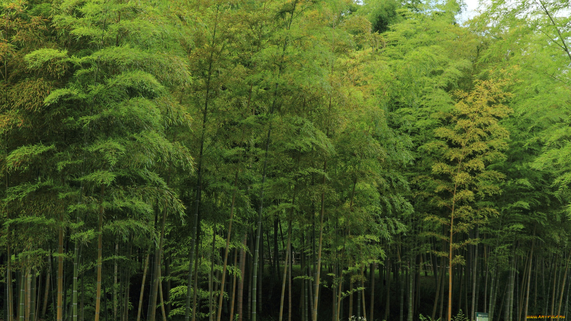 природа, лес