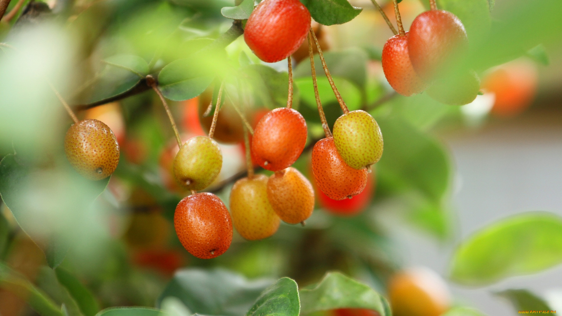 природа, Ягоды