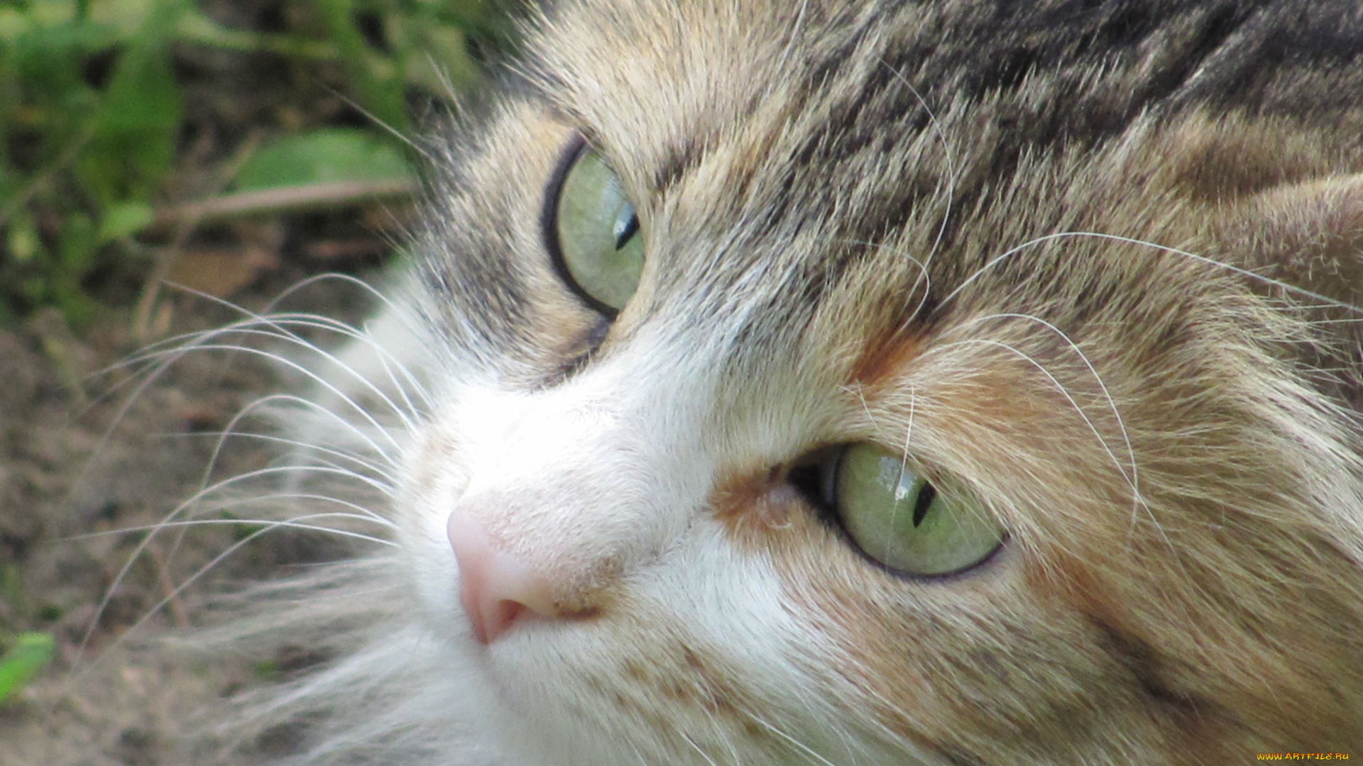 животные, коты