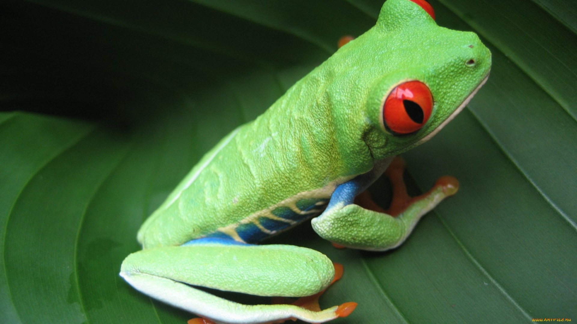 животные, лягушки