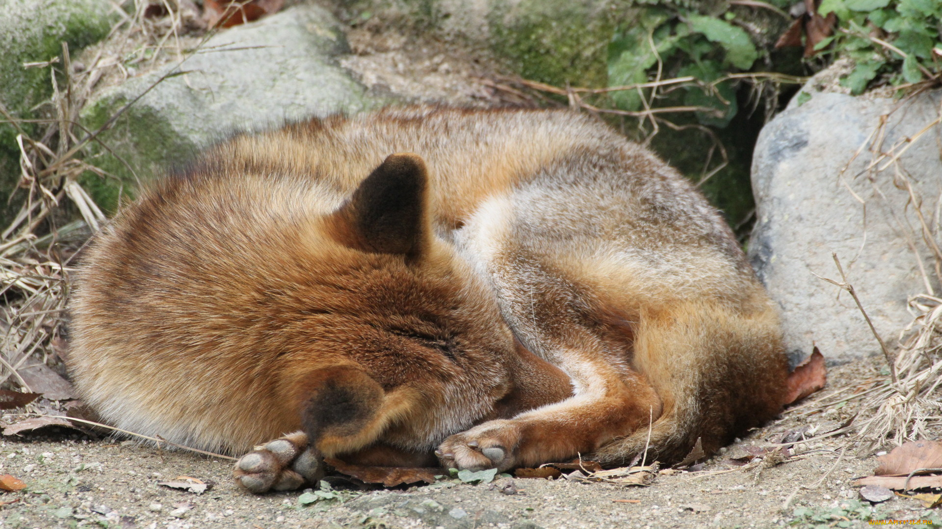 животные, собаки