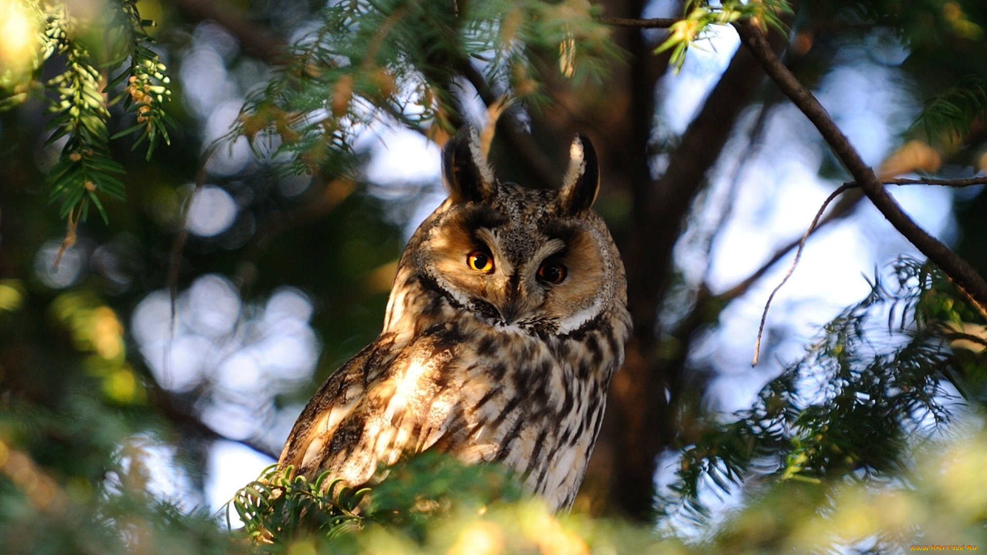 животные, совы