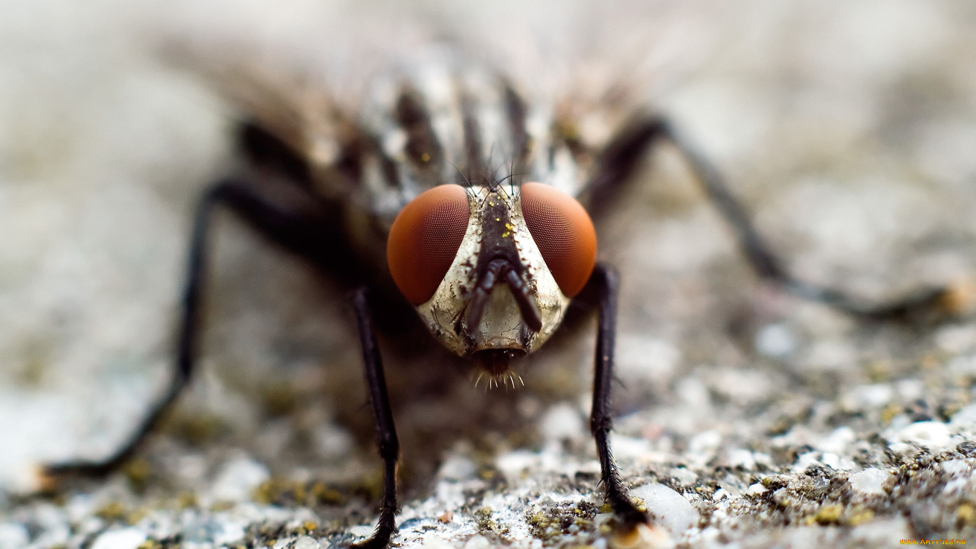 животные, стрекозы