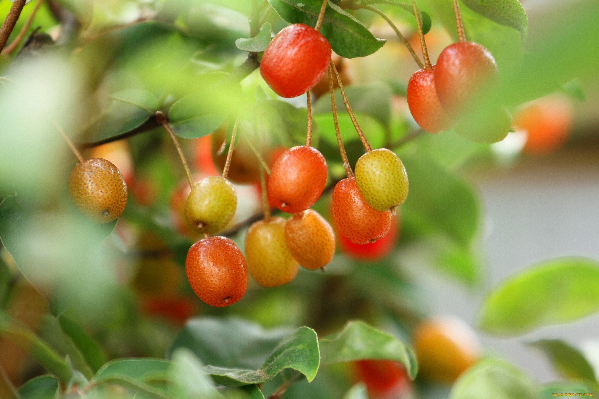 природа, Ягоды