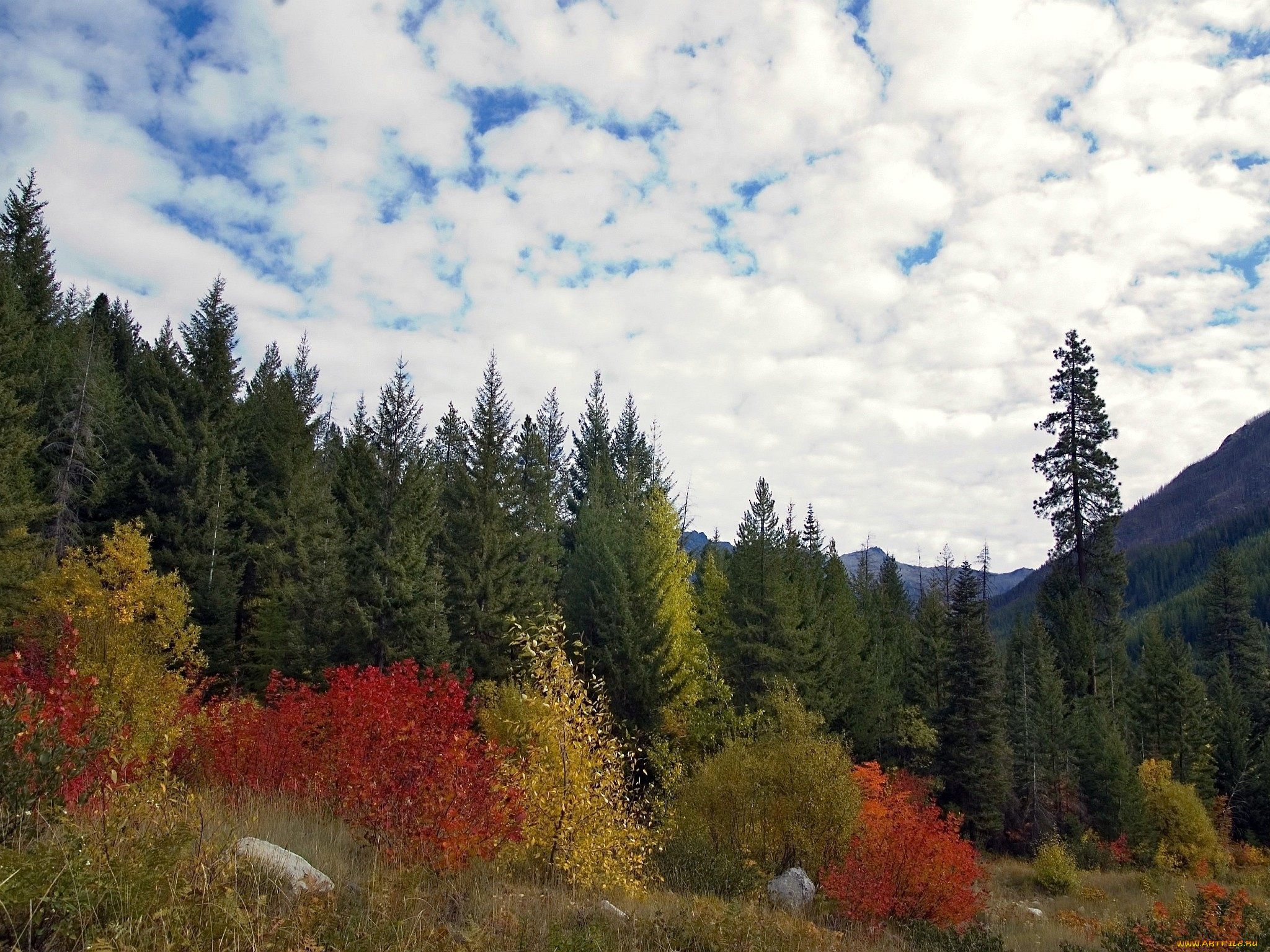 природа, лес, осень, небо