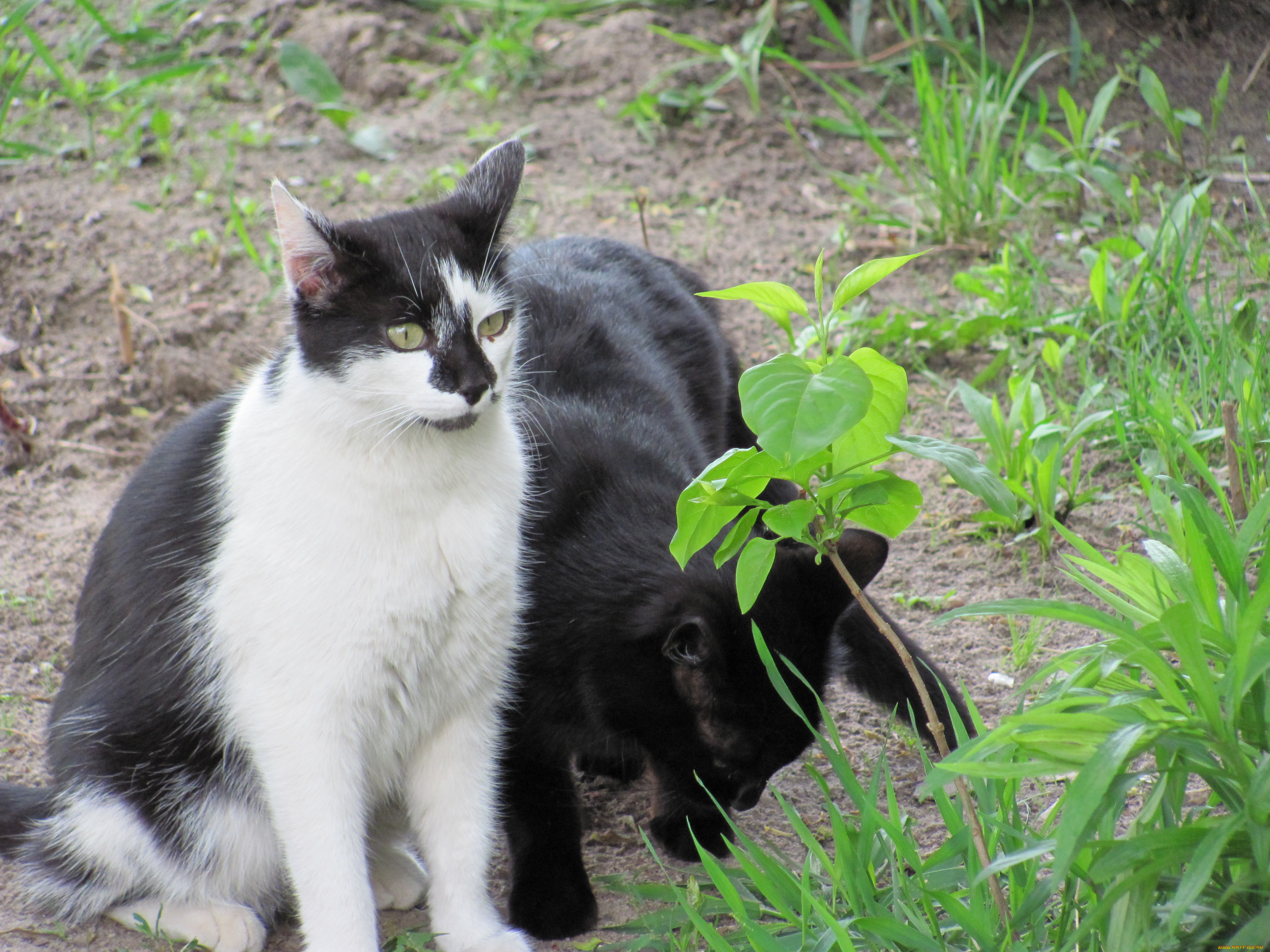 животные, коты