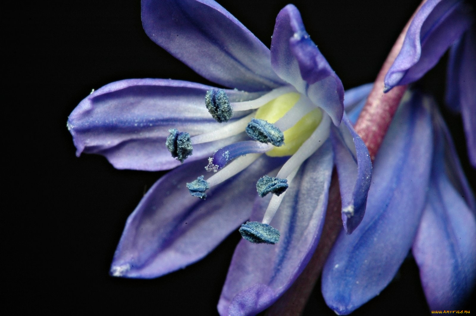 пролеска, сибирская, цветы, подснежники, белоцветник, синий