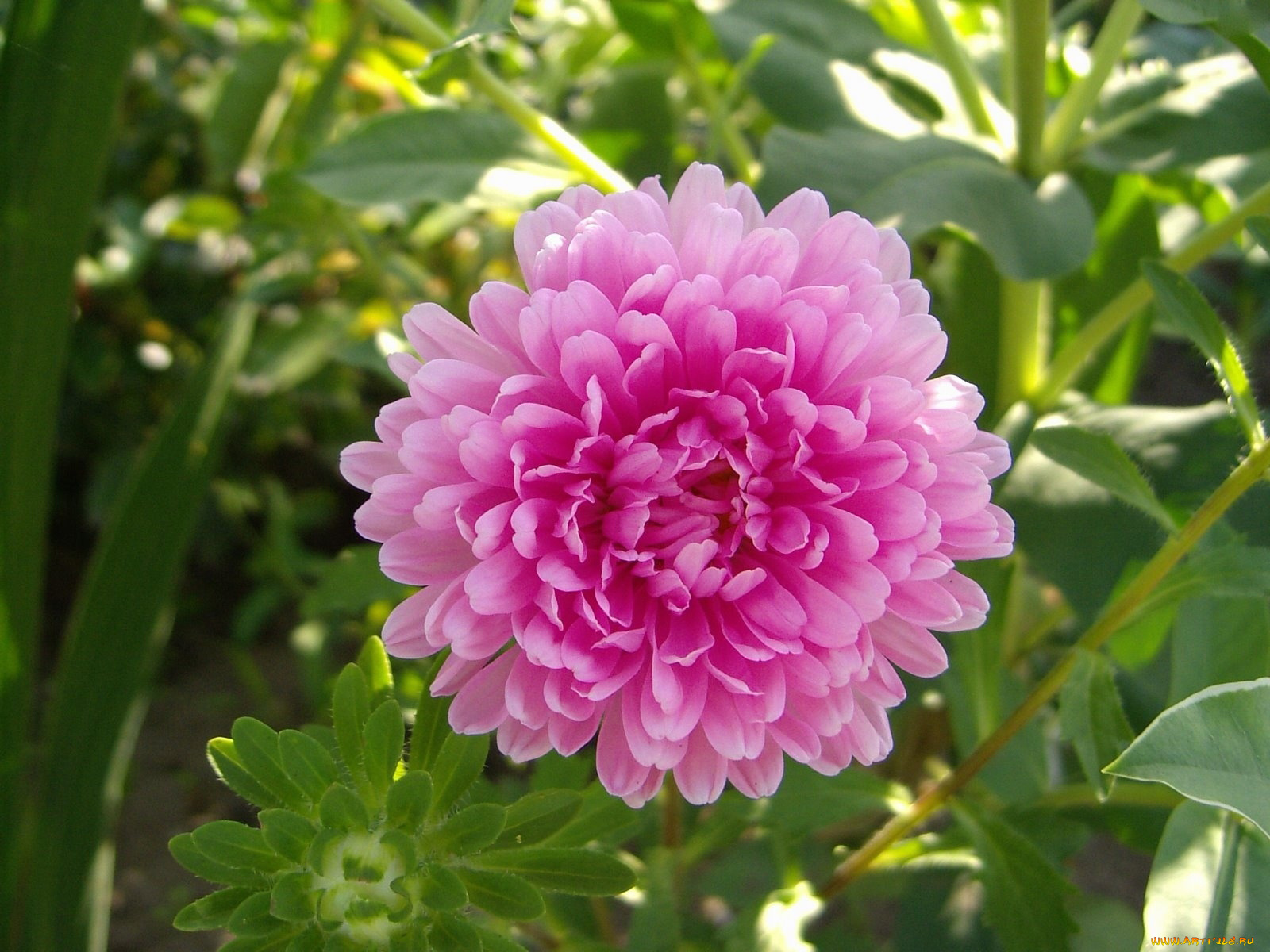 цветы, астры, розовый