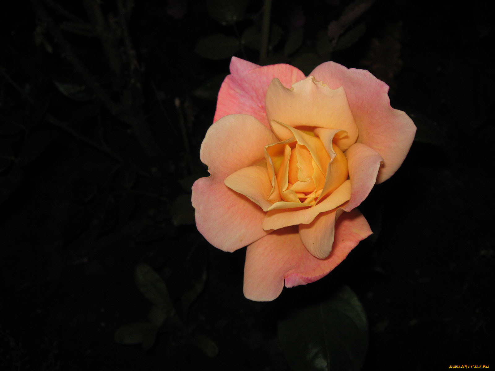 цветы, розы, роза