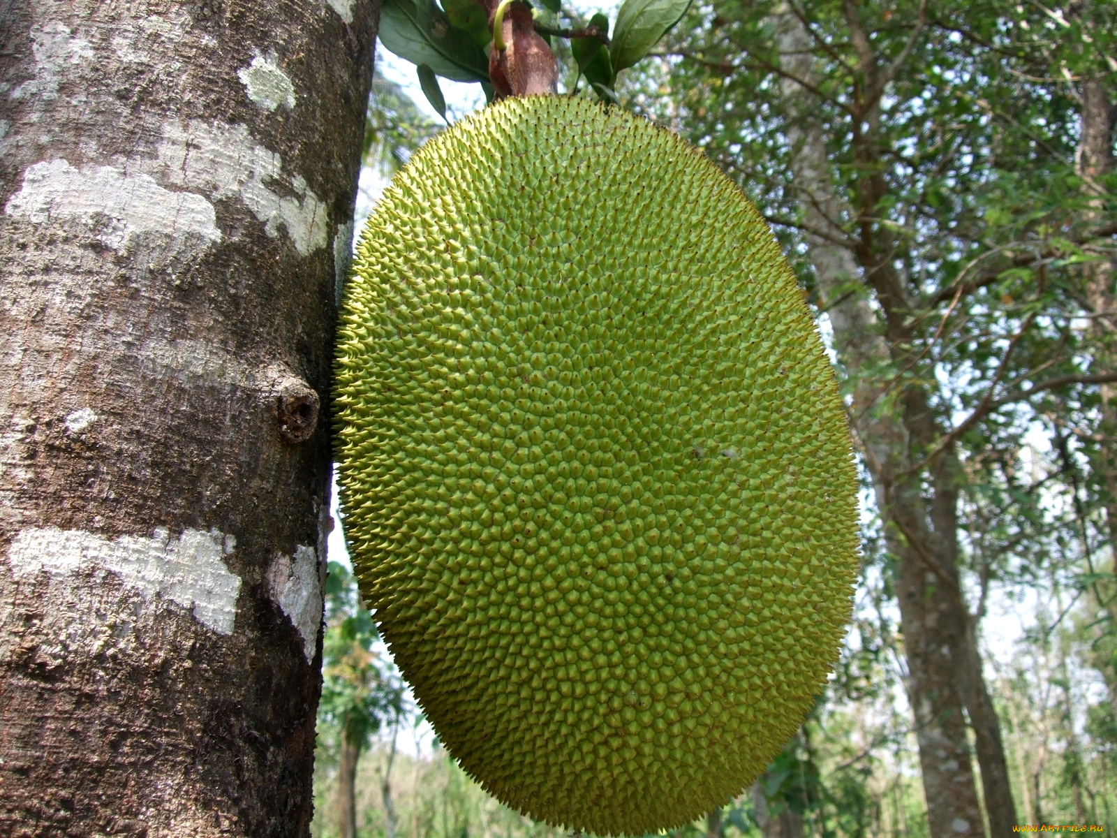 природа, плоды, дерево