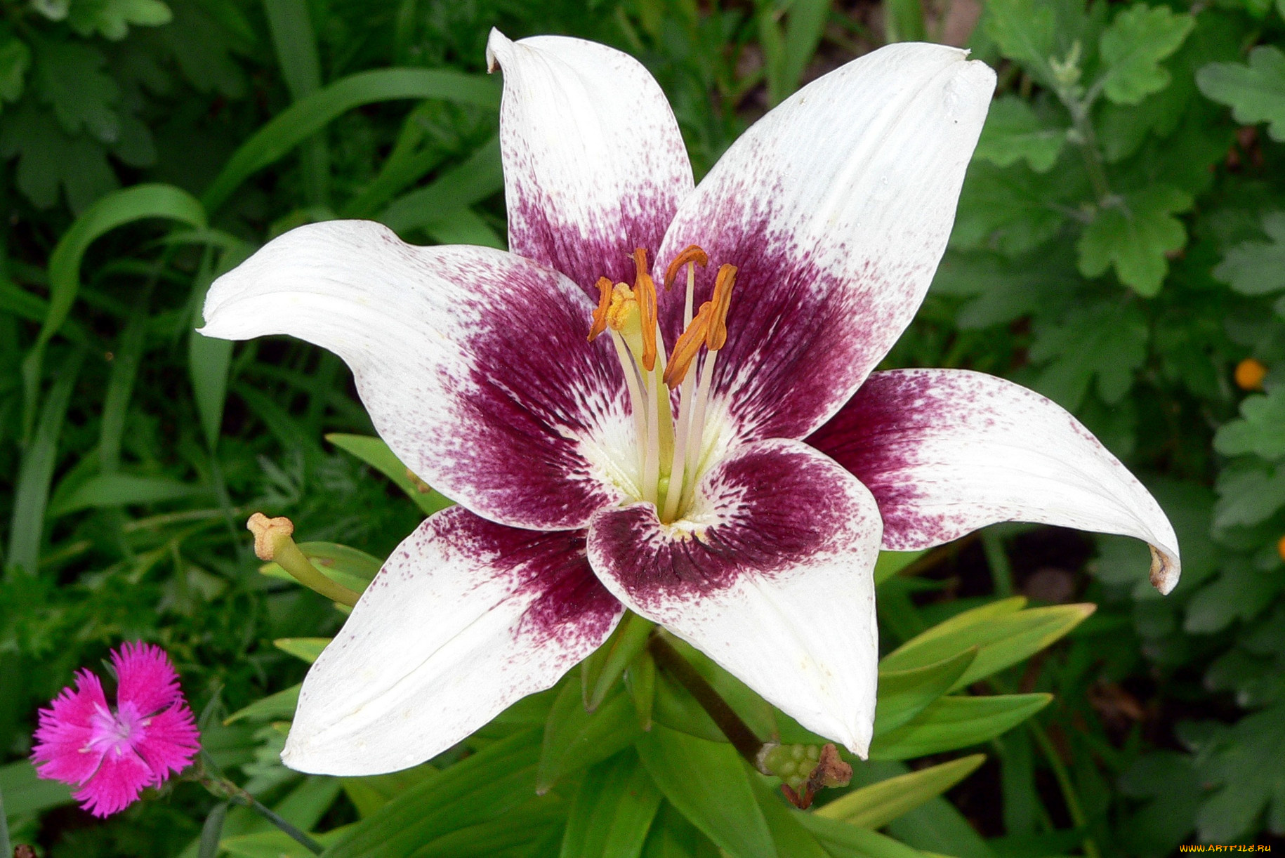 цветы, лилии, лилейники, лепестки