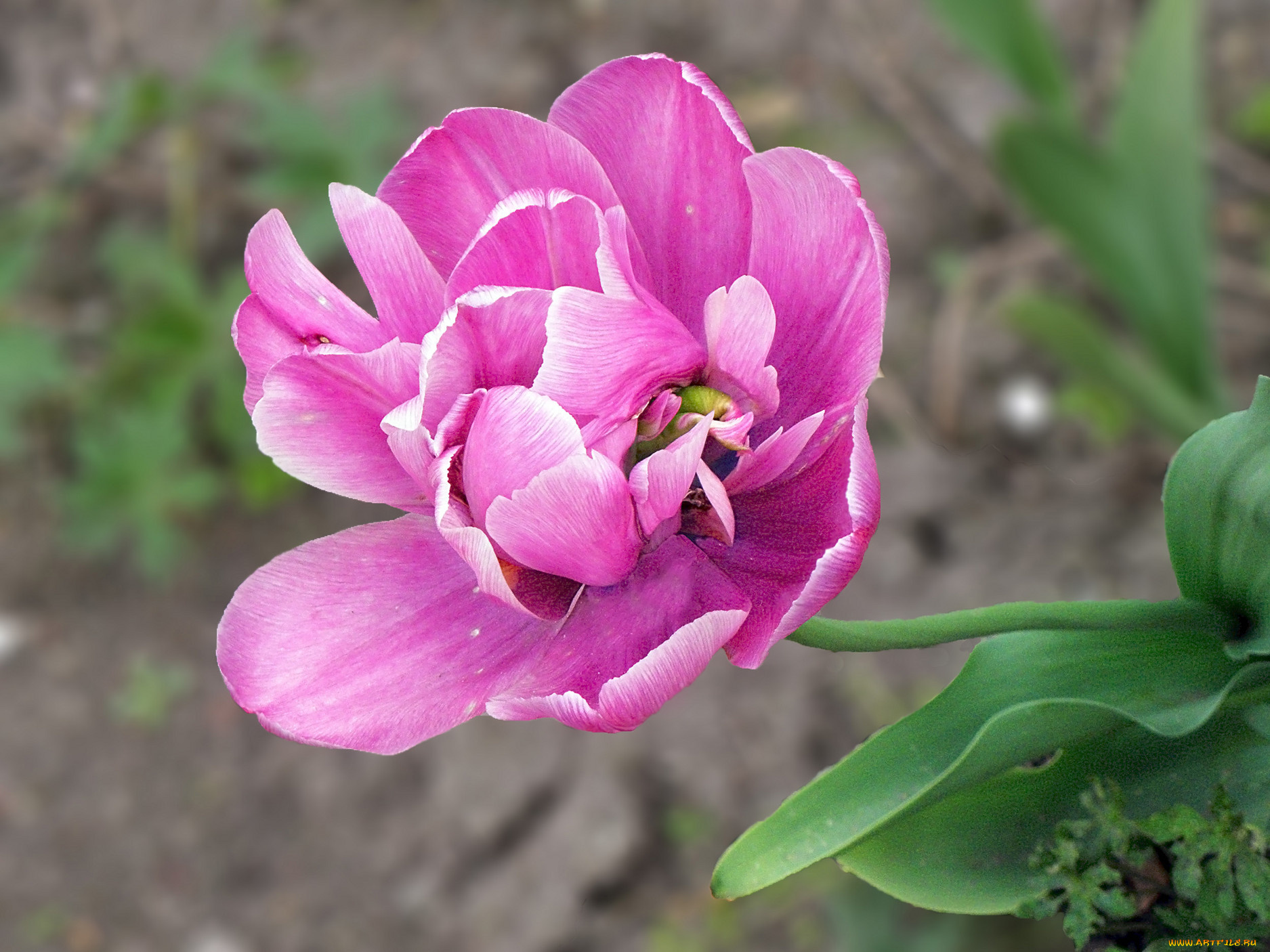 цветы, тюльпаны, лепестки