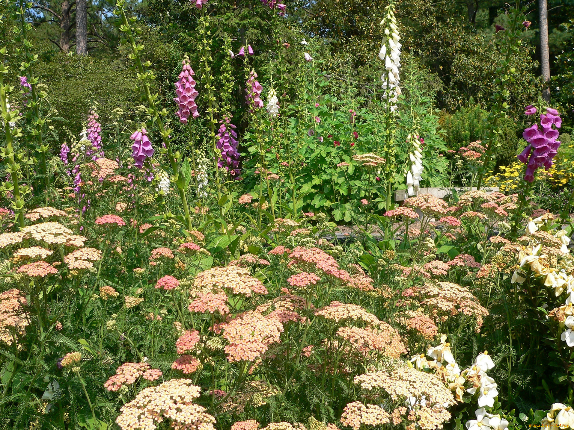 цветы, луговые, полевые, лето