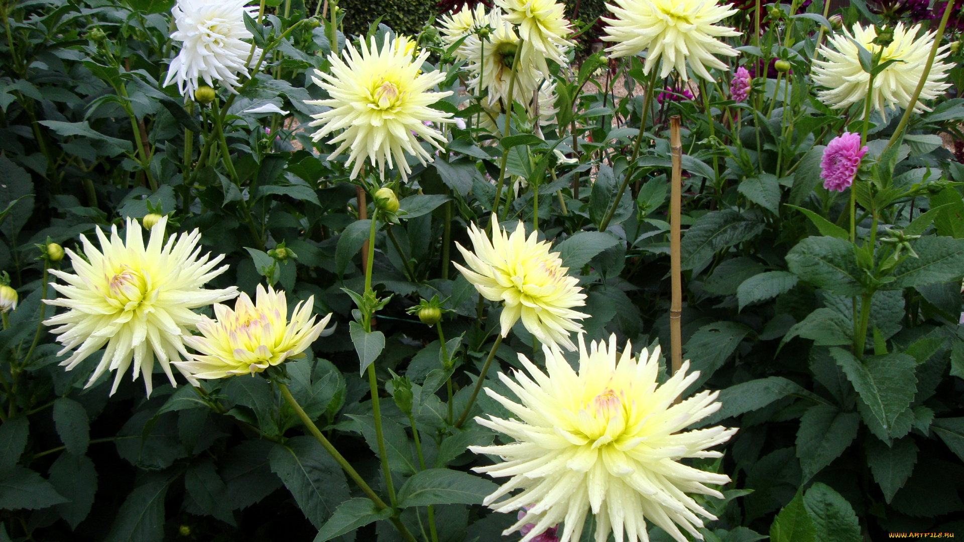 цветы, георгины