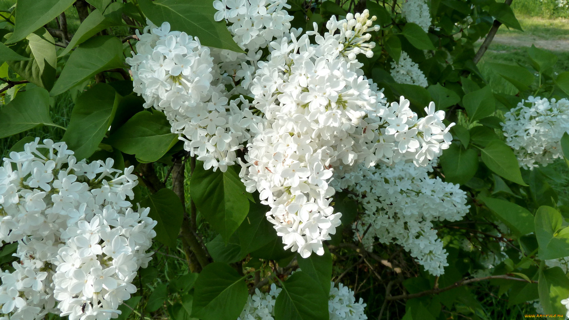 цветы, сирень