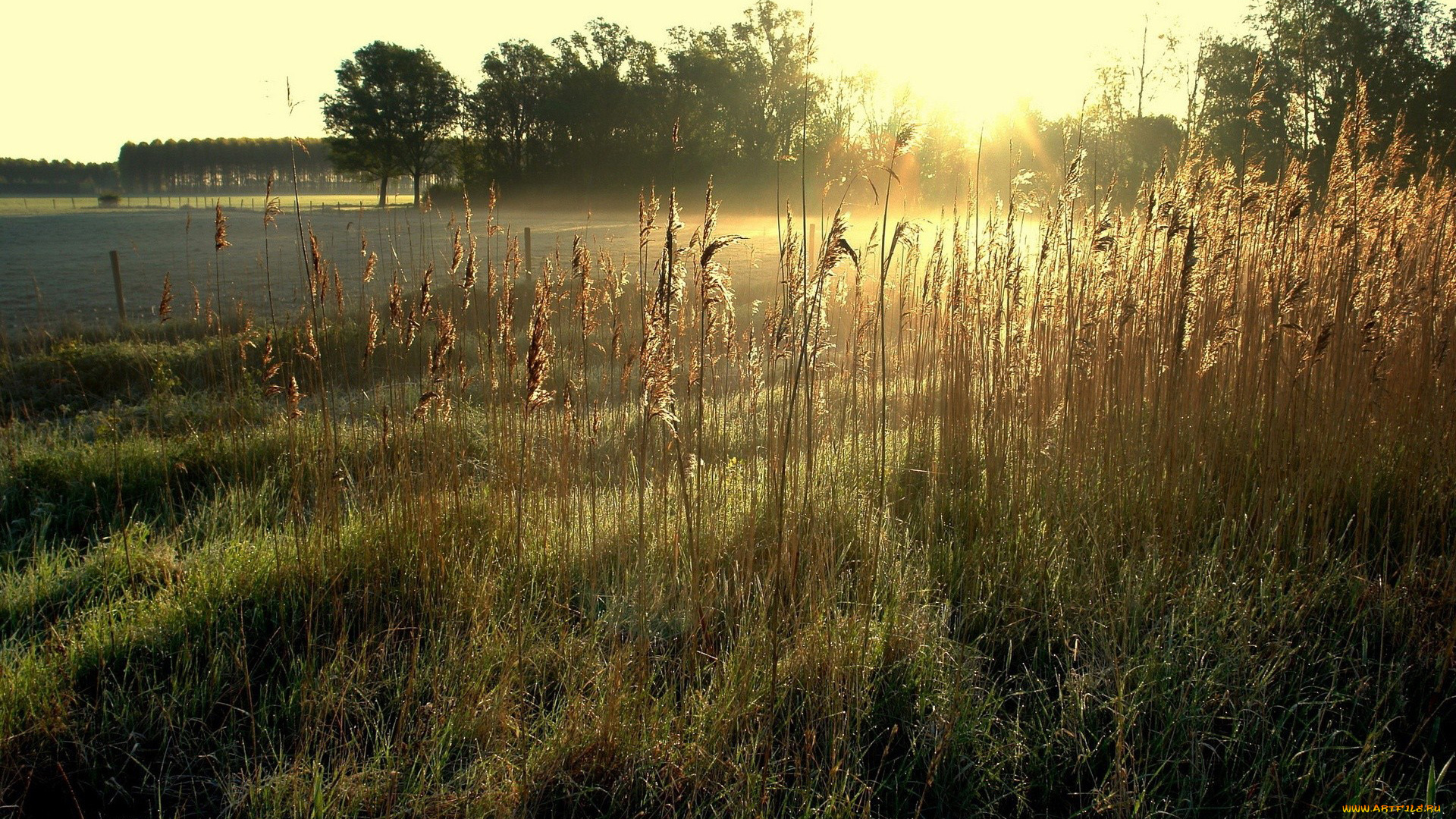 природа, восходы, закаты, лучи, поле, деревья, трава, восход